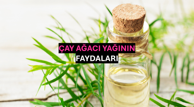 Çay Ağacı Yağının Faydaları