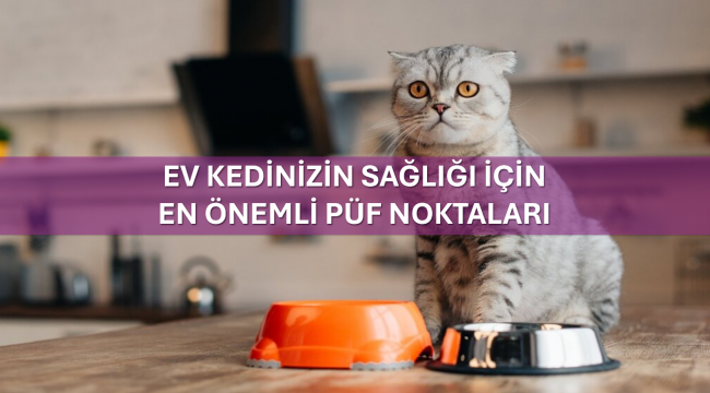 Ev Kedinizin Sağlığı İçin En Önemli Püf Noktaları